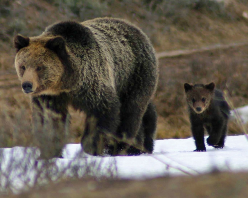 5 Reasons Why Yellowstone is Super in Springtime