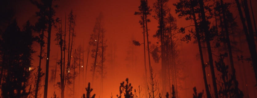 The Value of Fires to Yellowstone National Park