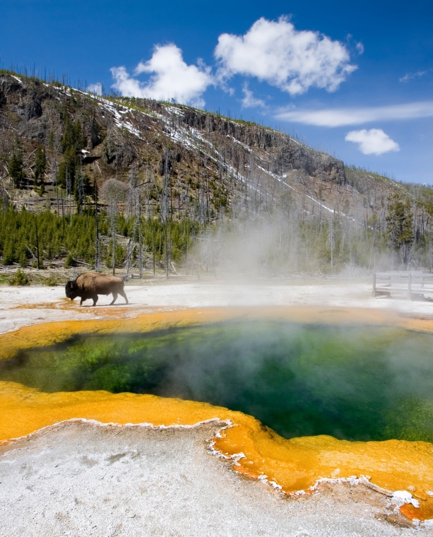 How Yellowstone’s Wildlife Adapts to Winter