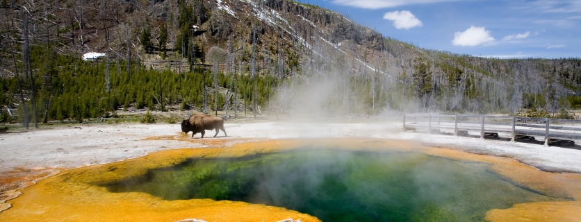 How Yellowstone’s Wildlife Adapts to Winter