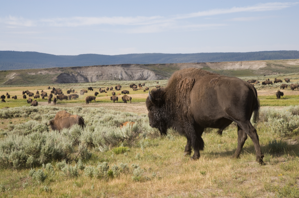 Herd of Bison in a field