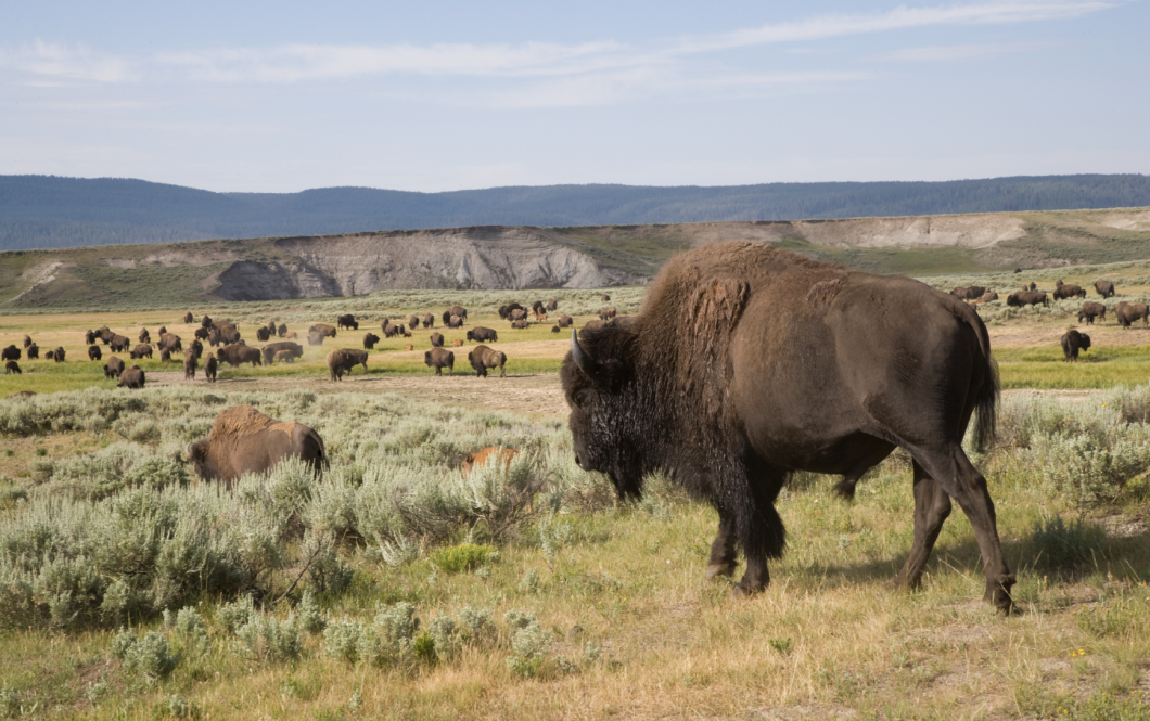 Herd of Bison in a field