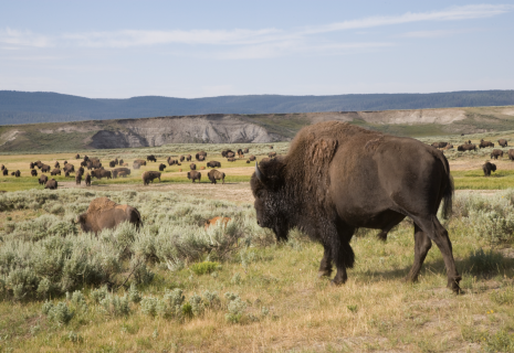 Herd of Bison in a field