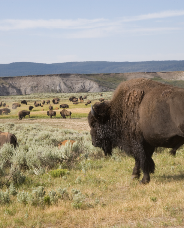 Herd of Bison in a field