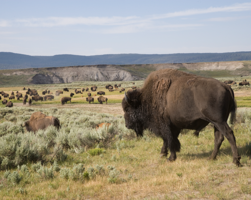 Herd of Bison in a field