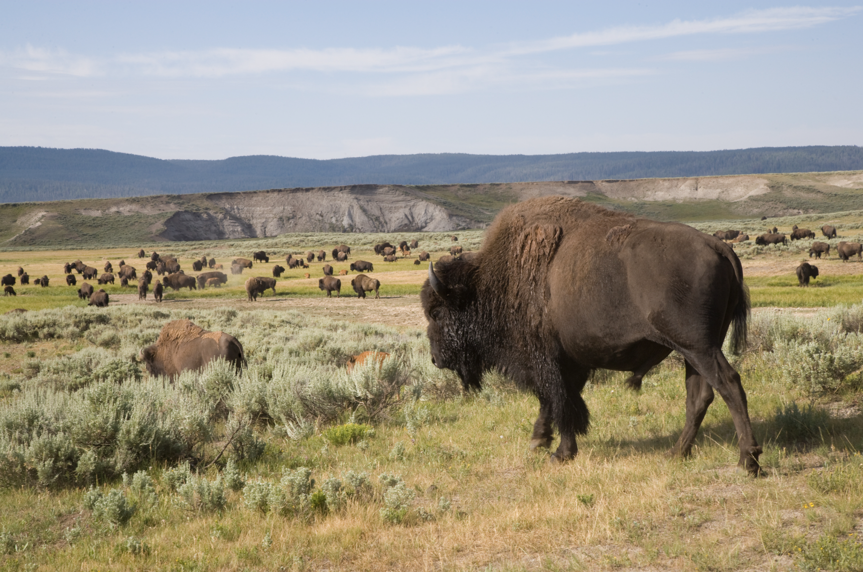 Herd of Bison in a field