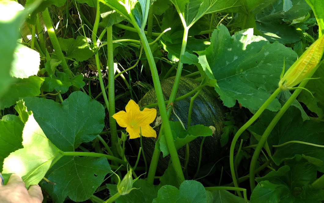 Fresh Forward Sustainable Food Program