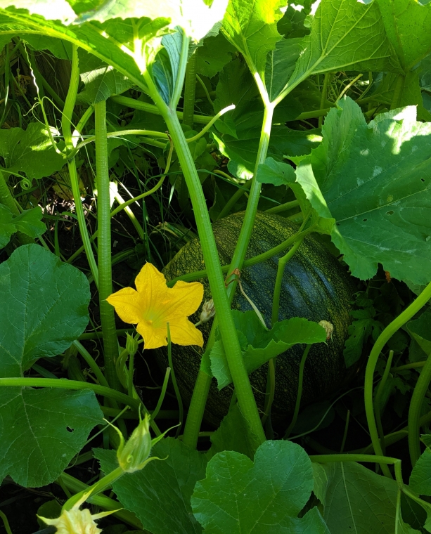 Fresh Forward Sustainable Food Program