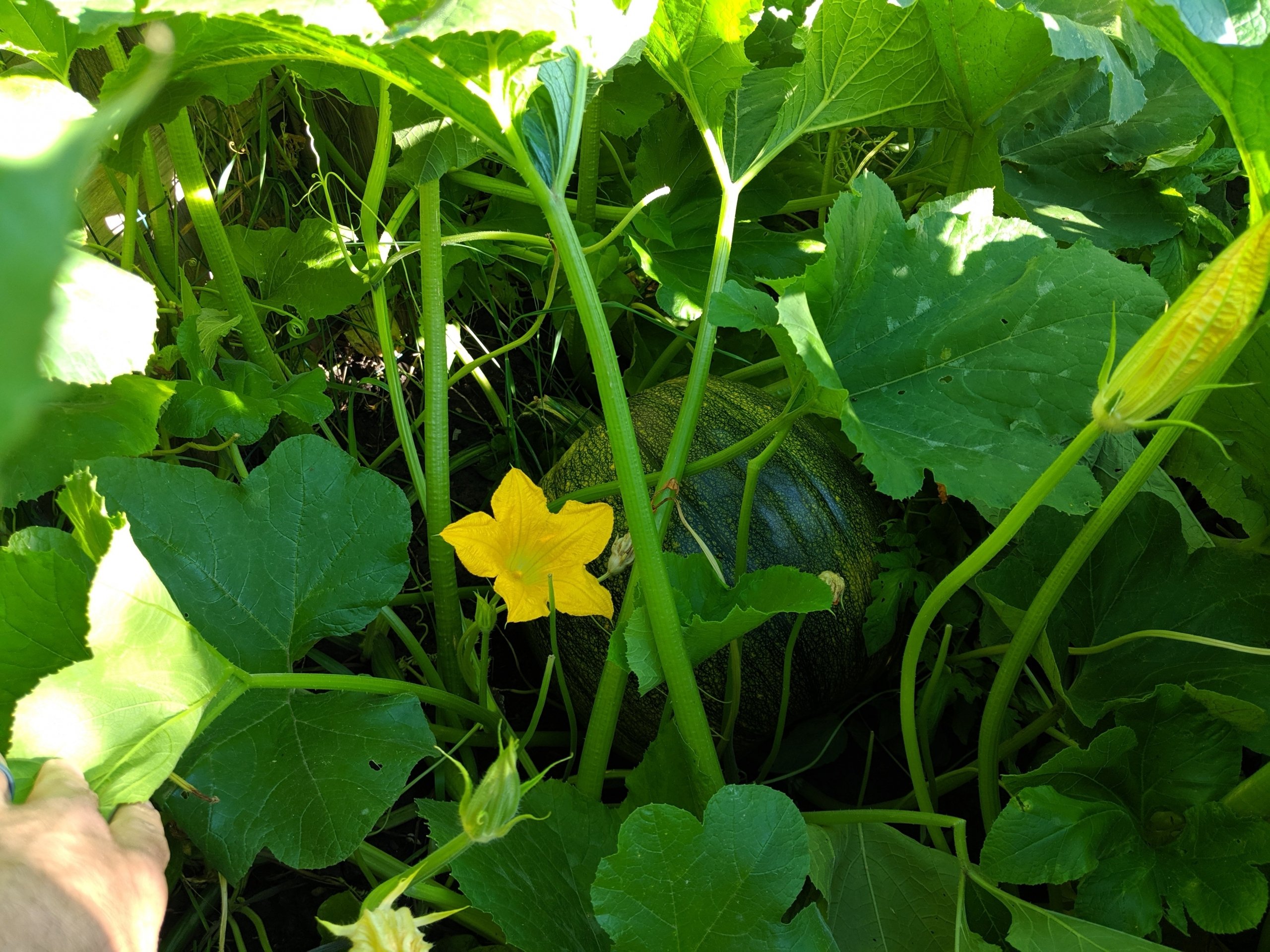 Fresh Forward Sustainable Food Program