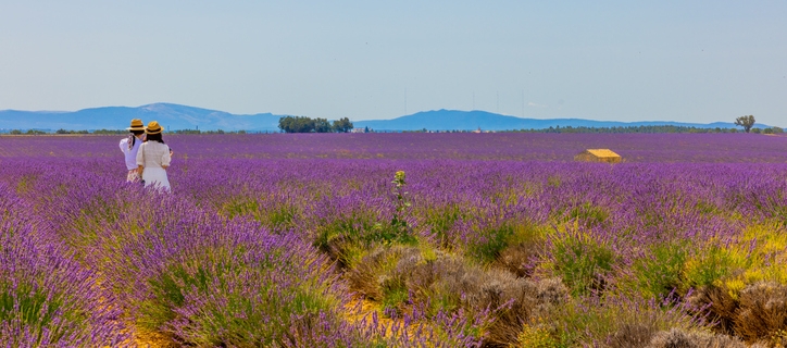 Female friends standing amidst beautiful lavender field against clear sky during sunny day
