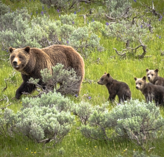 Mother grizzly 399 and her four cubs