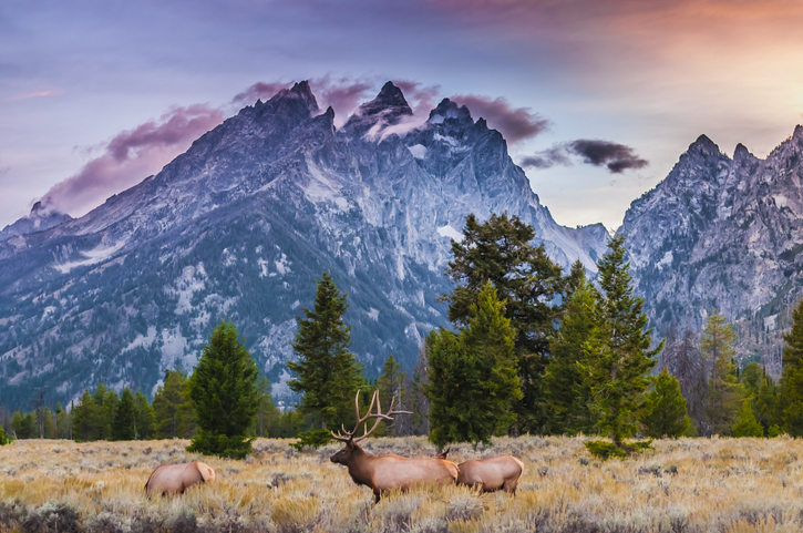 Elk (Cervus canadensis), Grand Teton National Park, Wyoming