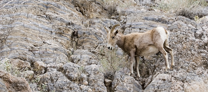 Exploring the Wildlife of Our National Parks 1