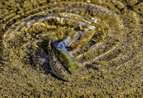 The Death Valley pupfish (Cyprinodon salinus), also known as Salt Creek pupfish, is found in Death Valley National Park. Male and female mating. California.