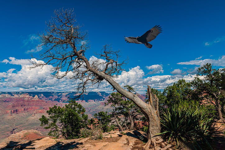 California Condor at Grand Canyon Soaring, Arizona, National Park, Arizona, USA Nikon D3x