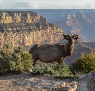 Elk on the edge of the Grand Canyon at sunrise, South Rim