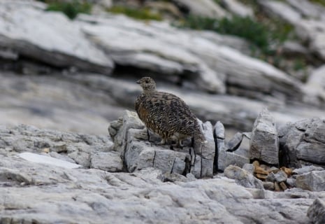 A White-Tailed Ptarmigan sits ontop of of rock in the Alpine of Yoho National park.
