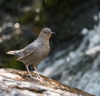 American dipper in a river