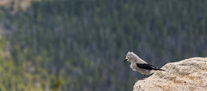 Clark's nutcracker bird standing on the edge of a cliff at Rocky mountains, Colorada, USA.