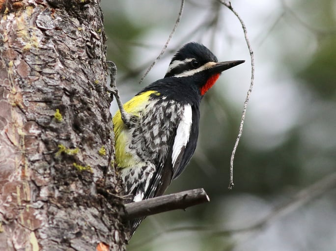 A male Williamson's Sapsucker clinging to a Pine Tree