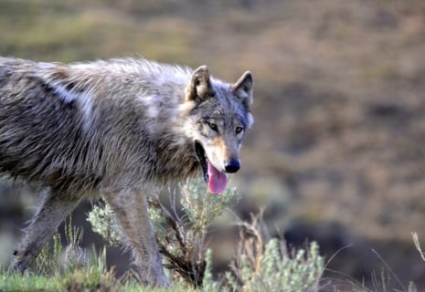 Hungry wolf going through sage brush in Yellowstone.