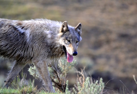 Hungry wolf going through sage brush in Yellowstone.