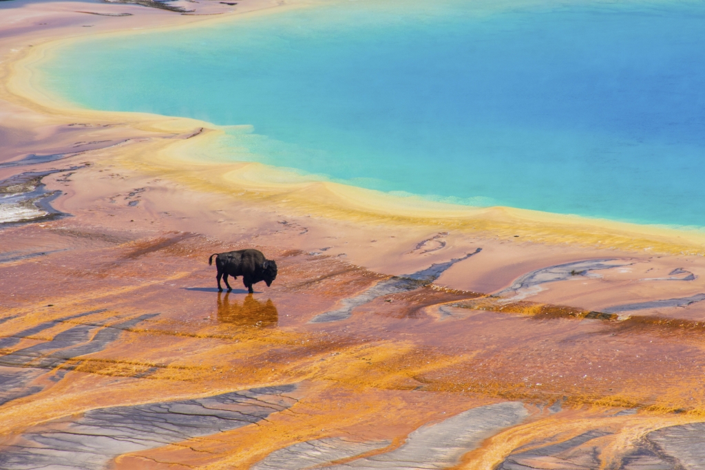 Bison crossing the Grand Prismatic Spring, Yellowstone National Park, USA