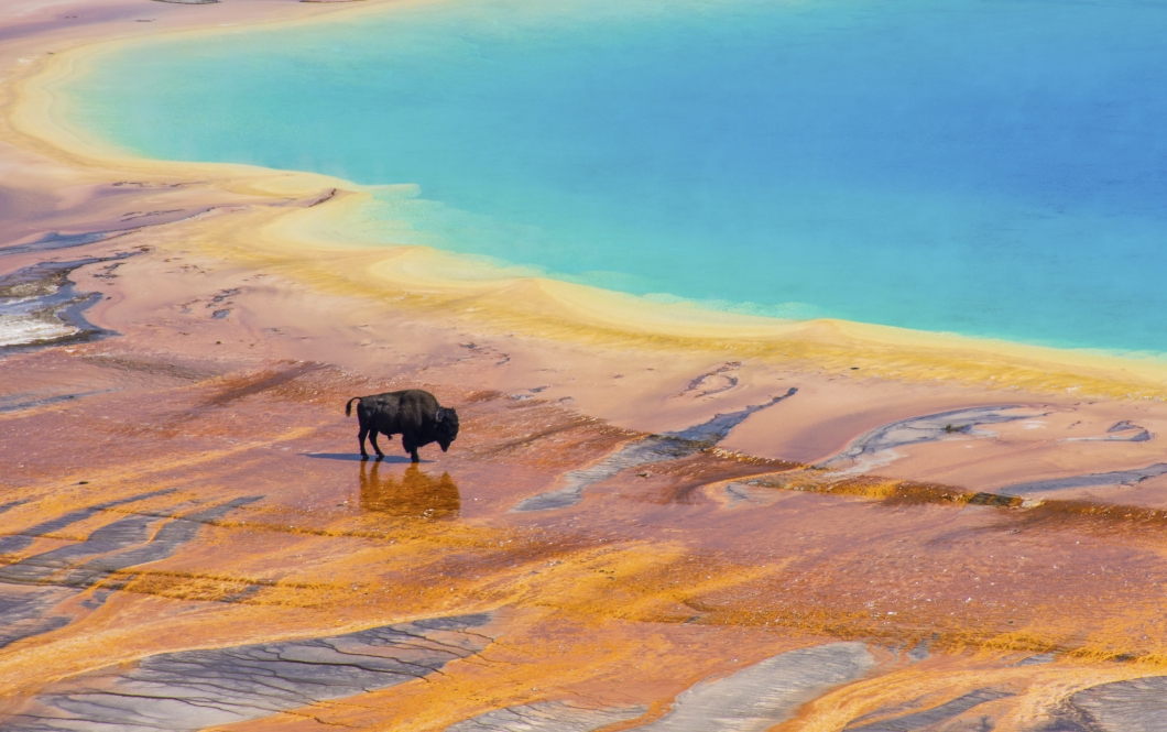 Bison crossing the Grand Prismatic Spring, Yellowstone National Park, USA