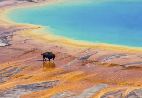 Bison crossing the Grand Prismatic Spring, Yellowstone National Park, USA