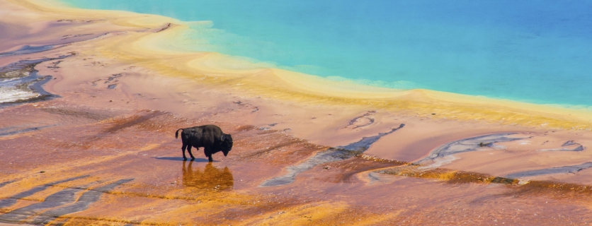 Bison crossing the Grand Prismatic Spring, Yellowstone National Park, USA