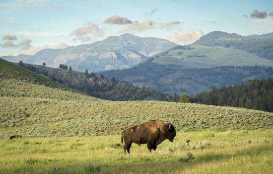 Bison