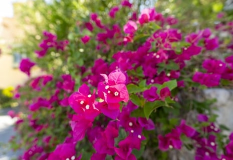 oasis-inn-bougainvillea