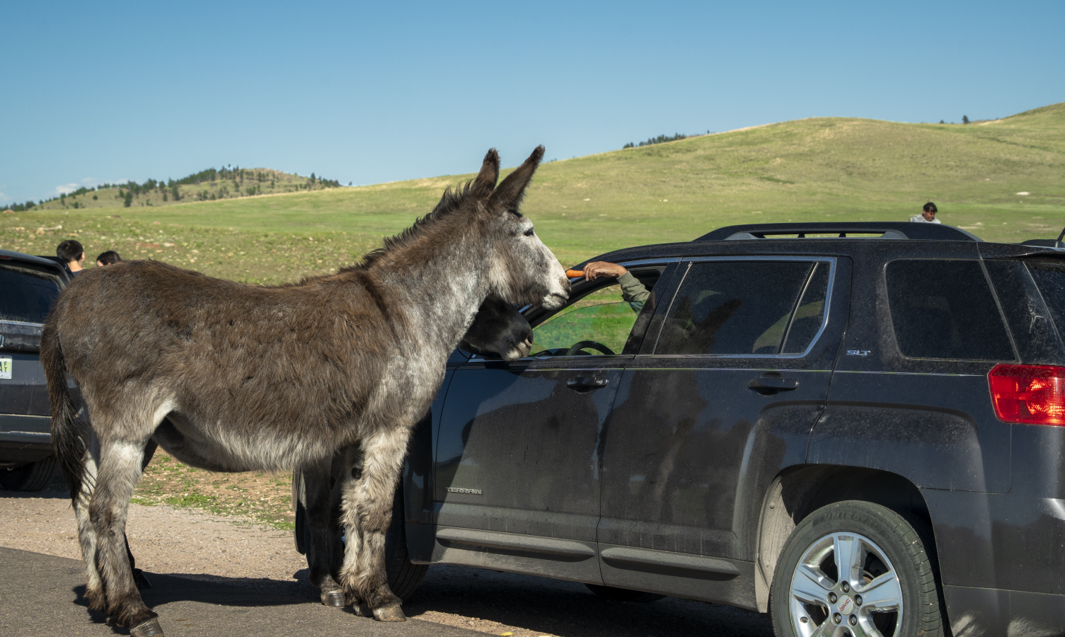 Begging Burro at Car Window